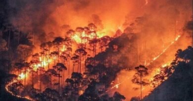 उत्तराखंड में बढ़ी वनाग्नि की घटनाएं, फायर सीजन में अब तक 73 मामले दर्ज उत्तराखंड में बढ़ी वनाग्नि की घटनाएं, फायर सीजन में अब तक 73 मामले दर्ज