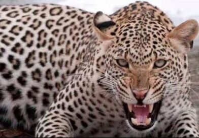 गुलदार के हमले में बुजुर्ग महिला की मौत, झाड़ियों में मिला शव