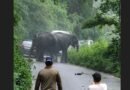 कोटद्वार हाईवे पर हाथियों का आतंक, तीन वाहन क्षतिग्रस्त; सड़क पर लगा लंबा जाम कोटद्वार हाईवे पर हाथियों का आतंक, तीन वाहन क्षतिग्रस्त; सड़क पर लगा लंबा जाम