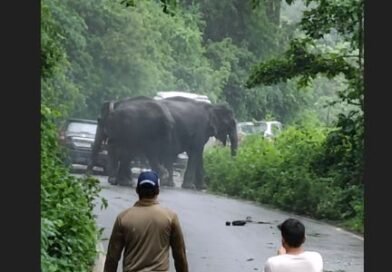 कोटद्वार हाईवे पर हाथियों का आतंक, तीन वाहन क्षतिग्रस्त; सड़क पर लगा लंबा जाम कोटद्वार हाईवे पर हाथियों का आतंक, तीन वाहन क्षतिग्रस्त; सड़क पर लगा लंबा जाम