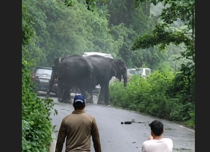 कोटद्वार हाईवे पर हाथियों का आतंक, तीन वाहन क्षतिग्रस्त; सड़क पर लगा लंबा जाम कोटद्वार हाईवे पर हाथियों का आतंक, तीन वाहन क्षतिग्रस्त; सड़क पर लगा लंबा जाम